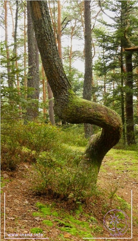gewundener Baum