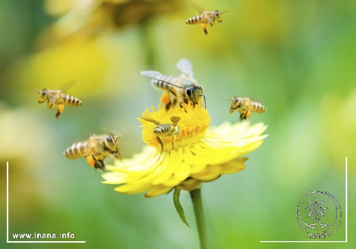 Bienen umschwirren Blüte