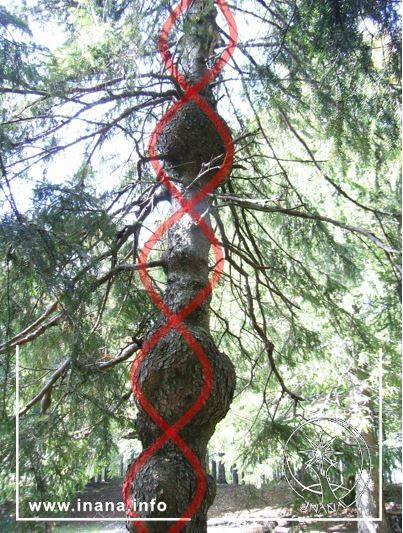 Krebsgeschwüre an einem Baum in regelmäßigen Abständen