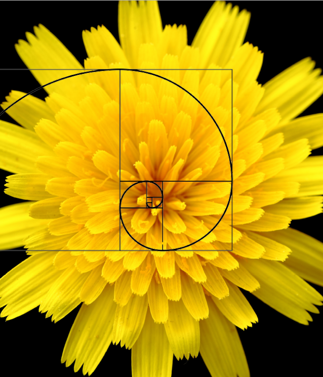 Löwenzahnblüte und Fibonaccispirale