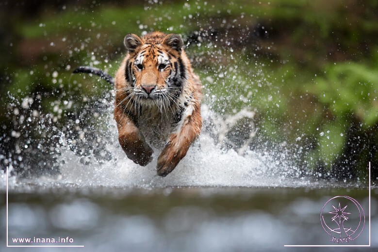 Tiger rennt durch Wasser