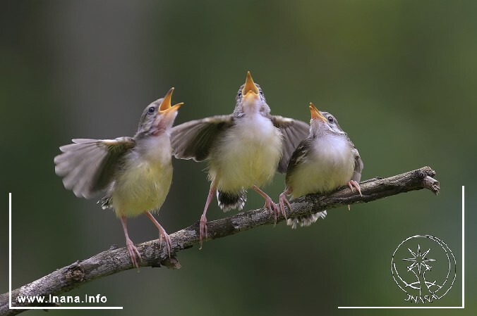 singende Vögel