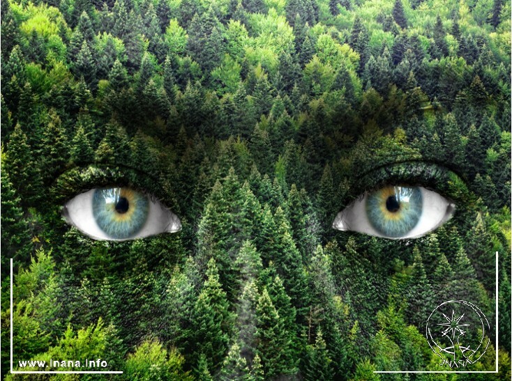 Augen Blicken aus dem Wald