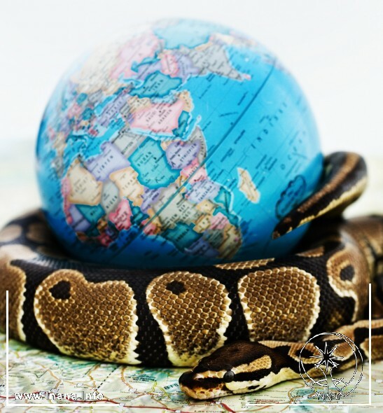 Schlange umringelt Globus